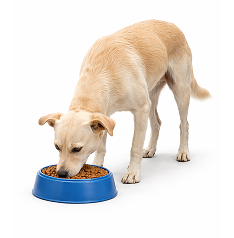 dog-food