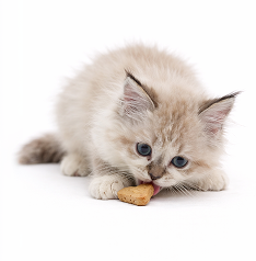 cat-treat