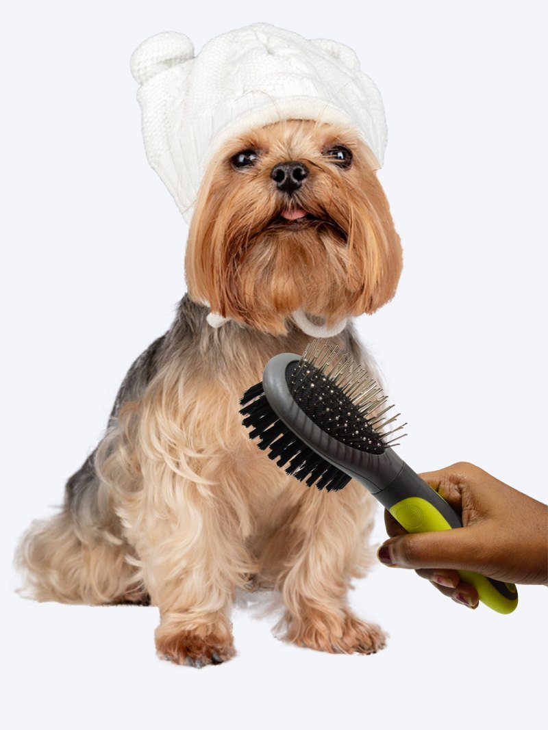 doggy doggy
